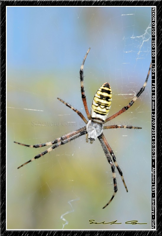 Argiope bruennichi